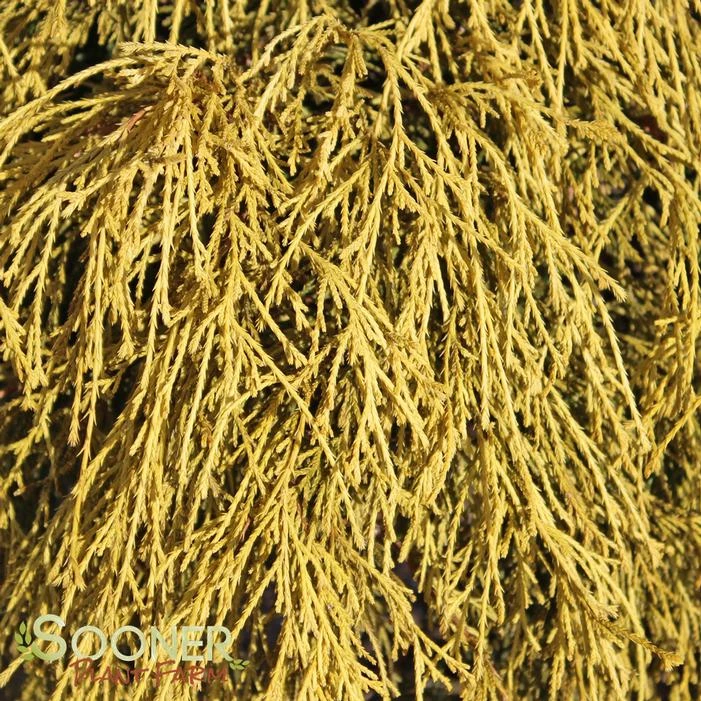 KING'S GOLD FALSE CYPRESS 1 KING'S GOLD FALSE CYPRESS