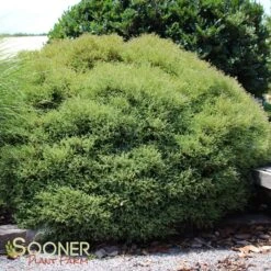 MR. BOWLING BALL ARBORVITAE 6 MR. BOWLING BALL ARBORVITAE -My Verdora Sales Store DETA 1093