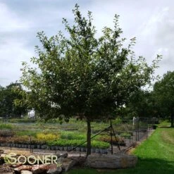 BLACKGUM -My Verdora Sales Store DETA 12