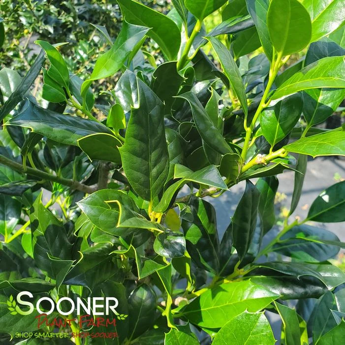 NELLIE R. STEVENS HOLLY 2 NELLIE R. STEVENS HOLLY - Image 2