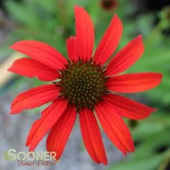 TOMATO SOUP CONEFLOWER