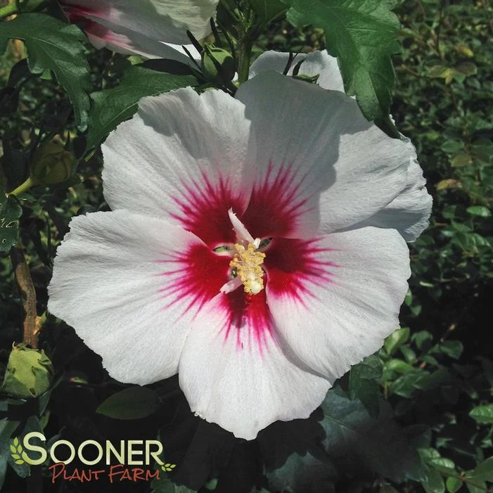 HELENE ALTHEA 1 HELENE ALTHEA