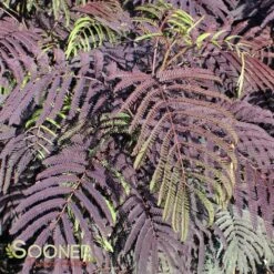 SUMMER CHOCOLATE MIMOSA