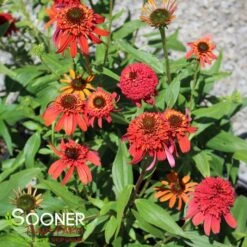 HOT PAPAYA CONEFLOWER 10 HOT PAPAYA CONEFLOWER -My Verdora Sales Store DETA 1525