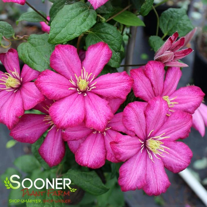 ERNEST MARKHAM CLEMATIS 1 ERNEST MARKHAM CLEMATIS