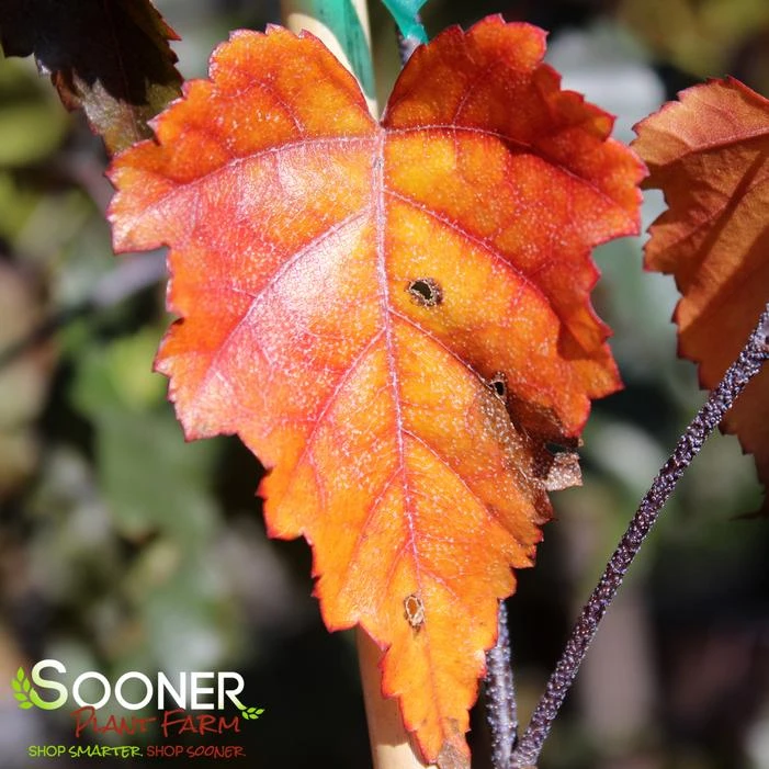 ROYAL FROST BIRCH 1 ROYAL FROST BIRCH