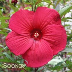 FIREBALL FLEMING™ HARDY HIBISCUS -My Verdora Sales Store DETA 192