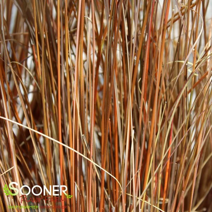 LEATHERLEAF SEDGE 2 LEATHERLEAF SEDGE - Image 2