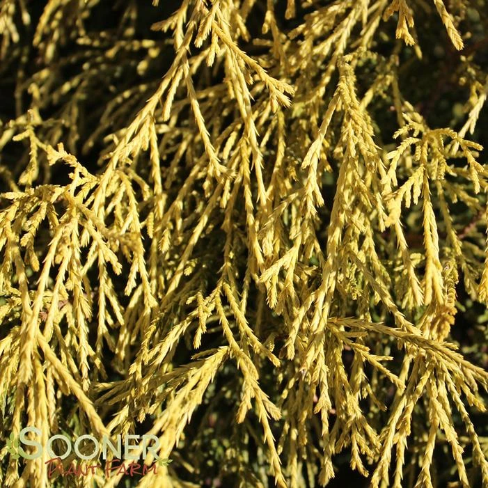 GOLD MOP FALSE CYPRESS 1 GOLD MOP FALSE CYPRESS