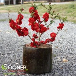 DOUBLE TAKE® SCARLET STORM QUINCE -My Verdora Sales Store DETA 2022