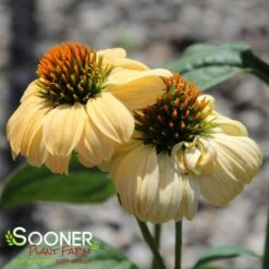 ALOHA CONEFLOWER