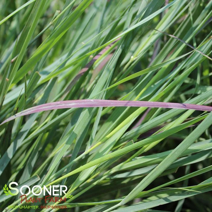 PRAIRIE WINDS® CHEYENNE SKY SWITCH GRASS 1 PRAIRIE WINDS® CHEYENNE SKY SWITCH GRASS