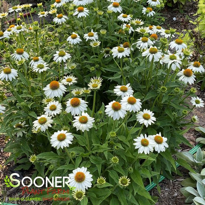POW WOW® WHITE CONEFLOWER 2 POW WOW® WHITE CONEFLOWER - Image 2