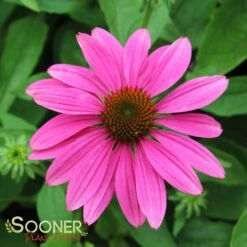 POW WOW® WILD BERRY CONEFLOWER 7 POW WOW® WILD BERRY CONEFLOWER -My Verdora Sales Store DETA 2502