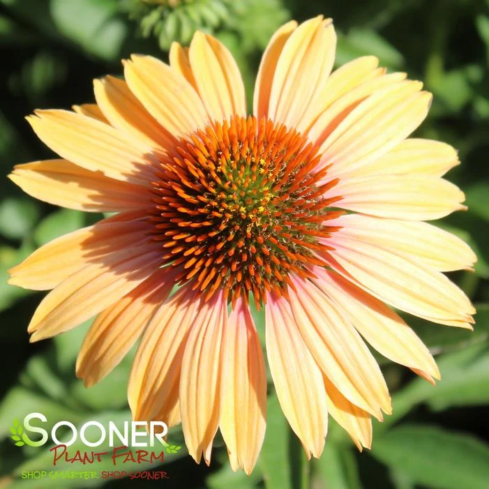 BIG KAHUNA CONEFLOWER 1 BIG KAHUNA CONEFLOWER