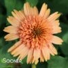 SUPREME™ CANTALOUPE CONEFLOWER