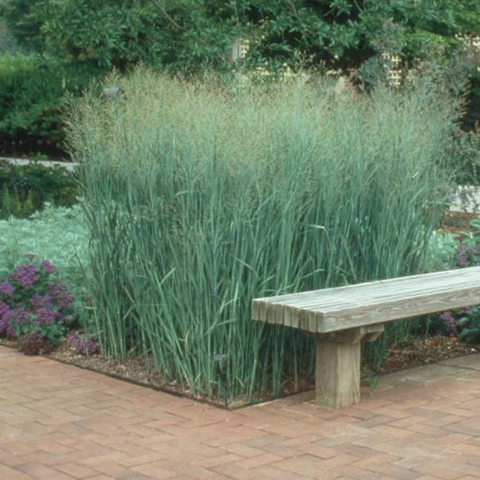 HEAVY METAL SWITCH GRASS 1 HEAVY METAL SWITCH GRASS