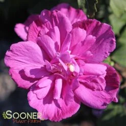 RASPBERRY SMOOTHIE™ ALTHEA 5 RASPBERRY SMOOTHIE™ ALTHEA -My Verdora Sales Store DETA 2704