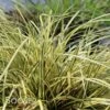EVERORO SEDGE