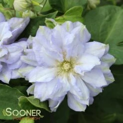DIAMOND BALL CLEMATIS