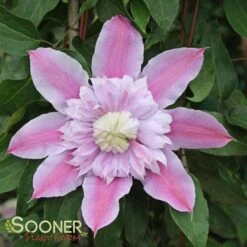JOSEPHINE™ CLEMATIS