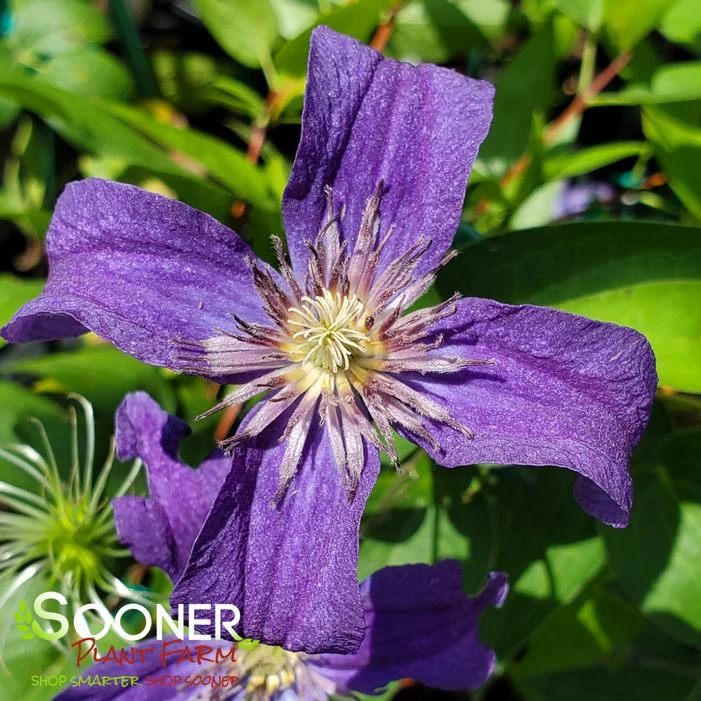 SAPPHIRE INDIGO™ CLEMATIS 1 SAPPHIRE INDIGO™ CLEMATIS