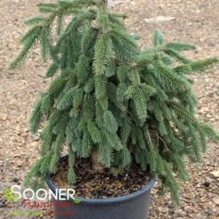 WEEPING NORWAY SPRUCE -My Verdora Sales Store DETA 3067