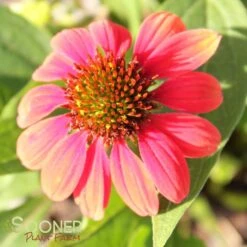 SOMBRERO® HOT CORAL CONEFLOWER -My Verdora Sales Store DETA 3128