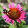 VINTAGE WINE CONEFLOWER