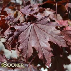 CRIMSON SENTRY NORWAY MAPLE