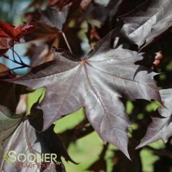 CRIMSON SUNSET® MAPLE