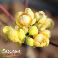 CREEPING MAHONIA -My Verdora Sales Store DETA 3306