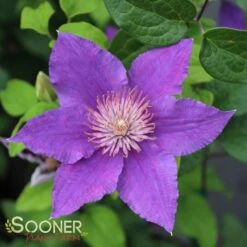 BIJOU™ CLEMATIS -My Verdora Sales Store DETA 3563