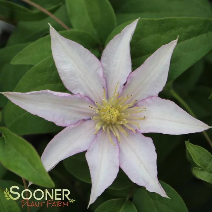 SAMARITAN JO™ CLEMATIS 1 SAMARITAN JO™ CLEMATIS