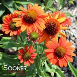 KISMET® INTENSE ORANGE CONEFLOWER 5 KISMET® INTENSE ORANGE CONEFLOWER -My Verdora Sales Store DETA 3570