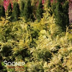 RAY OF LIGHT™ FALSE CYPRESS -My Verdora Sales Store DETA 3618