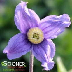 STAND BY ME BUSH CLEMATIS