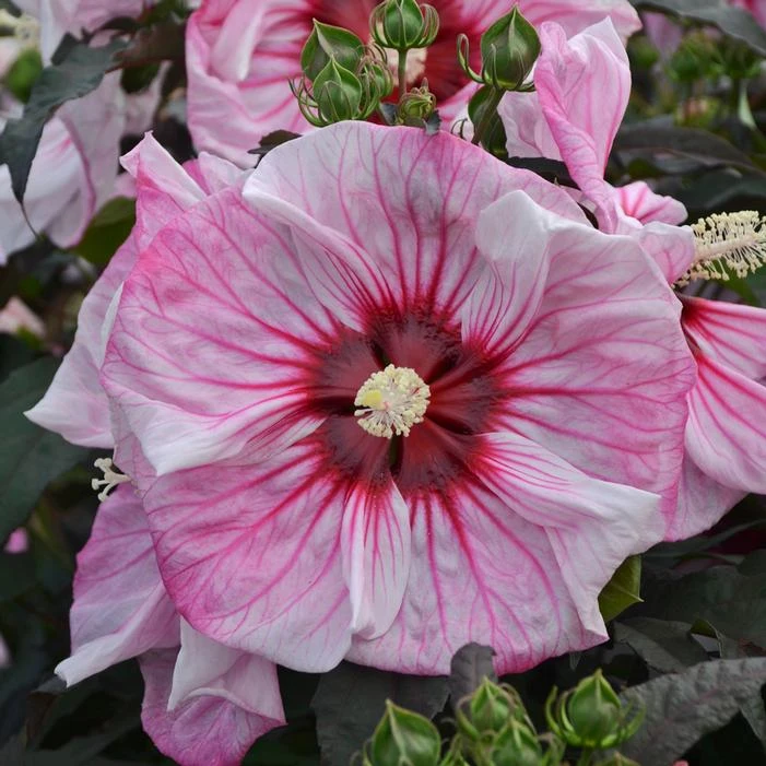 SUMMERIFIC® CHERRY CHOCO LATTE HARDY HIBISCUS 1 SUMMERIFIC® CHERRY CHOCO LATTE HARDY HIBISCUS