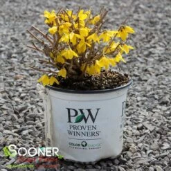 FLYING MACHINE® FORSYTHIA -My Verdora Sales Store DETA 3844