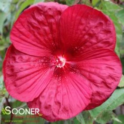 VINTAGE WINE HARDY HIBISCUS