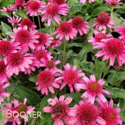 DELICIOUS CANDY CONEFLOWER