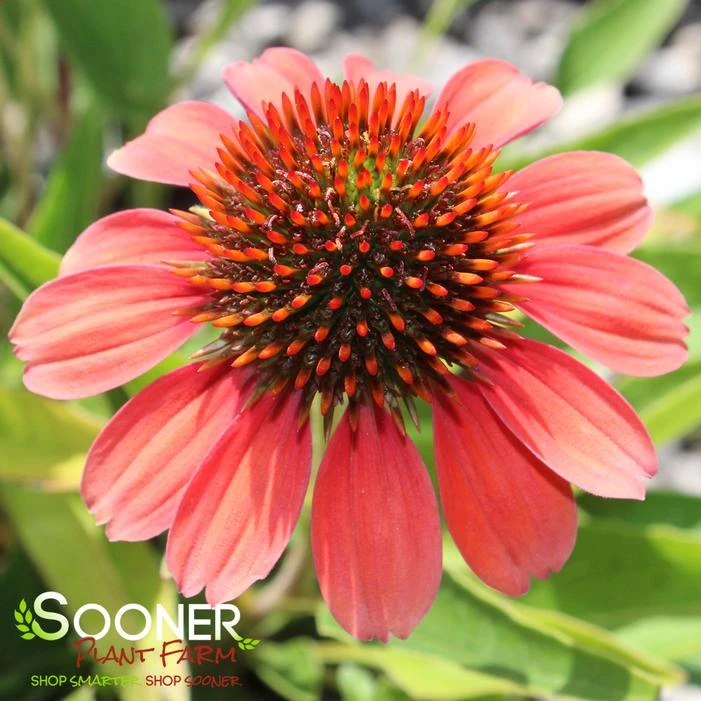 SOMBRERO® FLAMENCO ORANGE CONEFLOWER 1 SOMBRERO® FLAMENCO ORANGE CONEFLOWER
