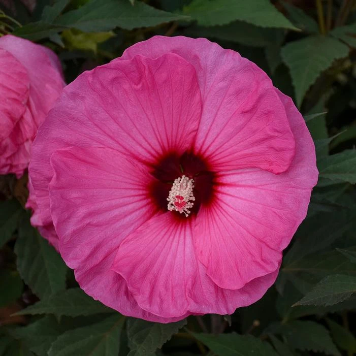 SUMMERIFIC® CANDY CRUSH HARDY HIBISCUS 2 SUMMERIFIC® CANDY CRUSH HARDY HIBISCUS - Image 2