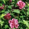 FRENCH CABARET™ RED ALTHEA