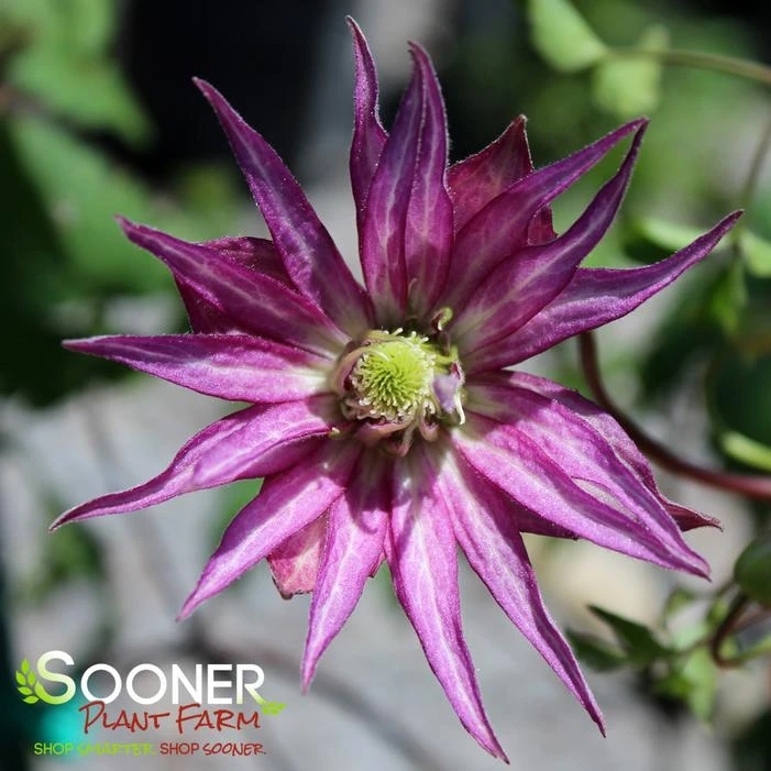 SPARKY® PURPLE CLEMATIS 1 SPARKY® PURPLE CLEMATIS