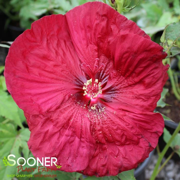 BLACKBERRY MERLOT HARDY HIBISCUS 2 BLACKBERRY MERLOT HARDY HIBISCUS - Image 2