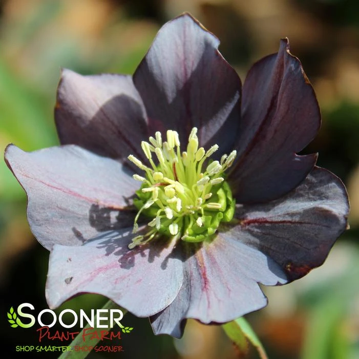 HONEYMOON® NEW YORK NIGHT LENTEN ROSE 1 HONEYMOON® NEW YORK NIGHT LENTEN ROSE