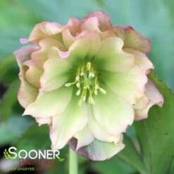 WEDDING PARTY® MOTHER OF THE BRIDE LENTEN ROSE 5 WEDDING PARTY® MOTHER OF THE BRIDE LENTEN ROSE -My Verdora Sales Store DETA 4606