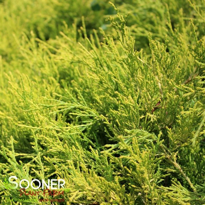 LEMON THREAD FALSE CYPRESS 2 LEMON THREAD FALSE CYPRESS - Image 2