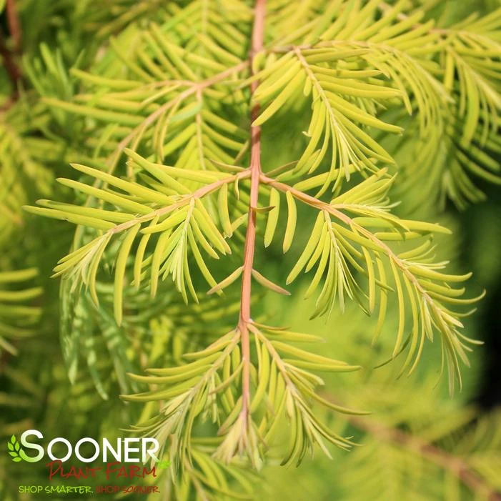 AMBER GLOW™ DAWN REDWOOD 1 AMBER GLOW™ DAWN REDWOOD